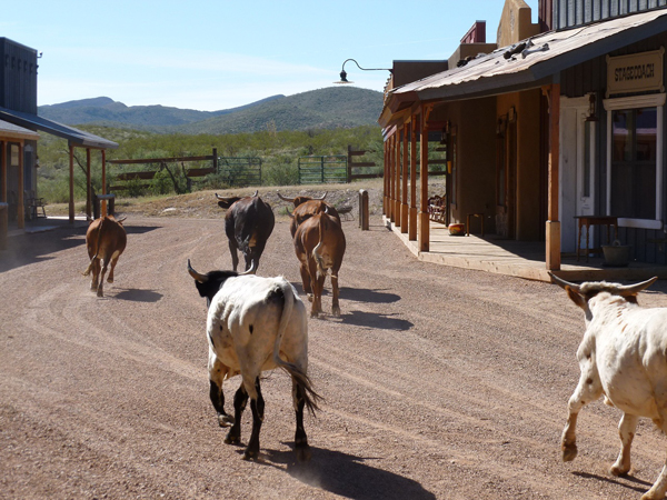 apache spirit ranch cattle drive